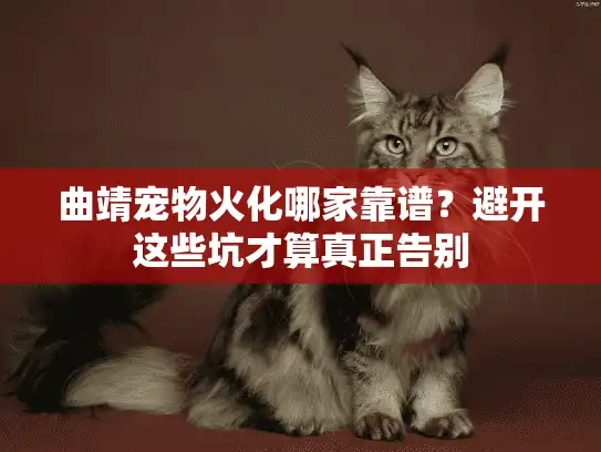 曲靖宠物火化哪家靠谱？避开这些坑才算真正告别