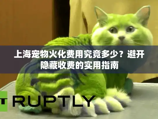 上海宠物火化费用究竟多少？避开隐藏收费的实用指南