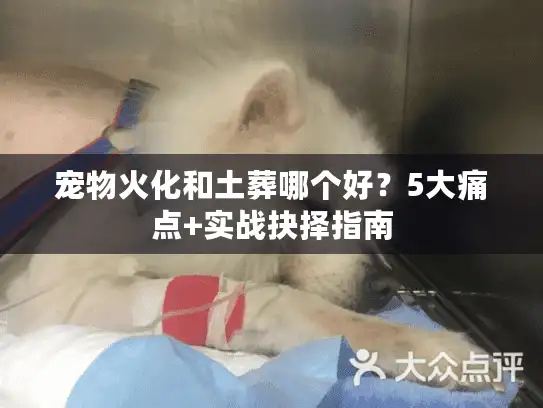 宠物火化和土葬哪个好？5大痛点+实战抉择指南