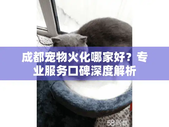 成都宠物火化哪家好？专业服务口碑深度解析