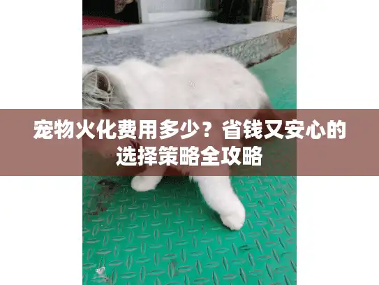宠物火化费用多少？省钱又安心的选择策略全攻略