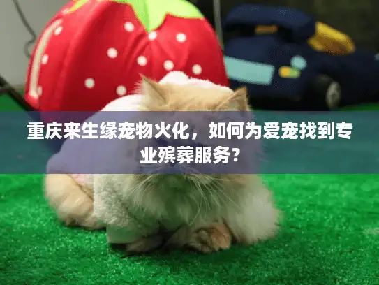重庆来生缘宠物火化，如何为爱宠找到专业殡葬服务？