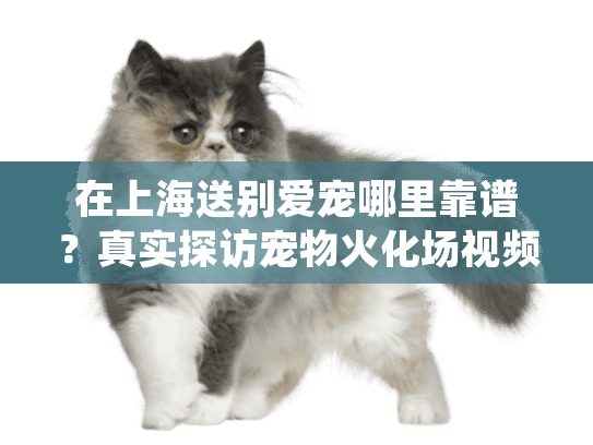 在上海送别爱宠哪里靠谱？真实探访宠物火化场视频全过程
