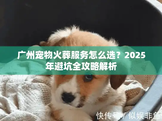 广州宠物火葬服务怎么选？2025年避坑全攻略解析