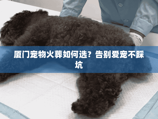 厦门宠物火葬如何选?告别爱宠不踩坑 厦门宠物火葬如何选?告别爱宠不踩坑