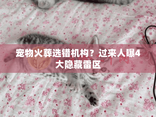 宠物火葬选错机构?过来人曝4大隐藏雷区 宠物火葬选错机构?过来人曝4大隐藏雷区