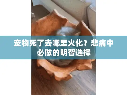 宠物死了去哪里火化?悲痛中必做的明智选择 宠物死了去哪里火化?悲痛中必做的明智选择