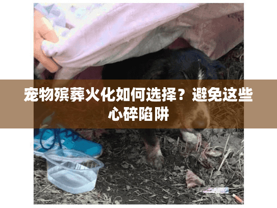 宠物殡葬火化如何选择?避免这些心碎陷阱 宠物殡葬火化如何选择?避免这些心碎陷阱