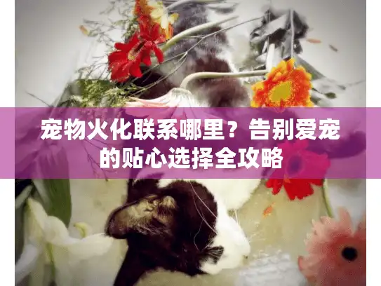 宠物火化联系哪里？告别爱宠的贴心选择全攻略