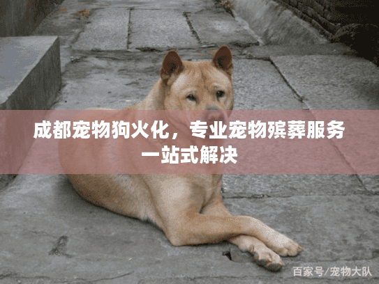 成都宠物狗火化，专业宠物殡葬服务一站式解决