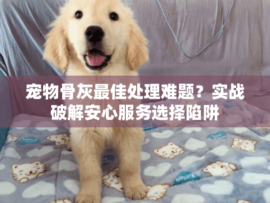 宠物骨灰最佳处理难题？实战破解安心服务选择陷阱