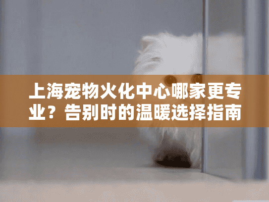 上海宠物火化中心哪家更专业？告别时的温暖选择指南