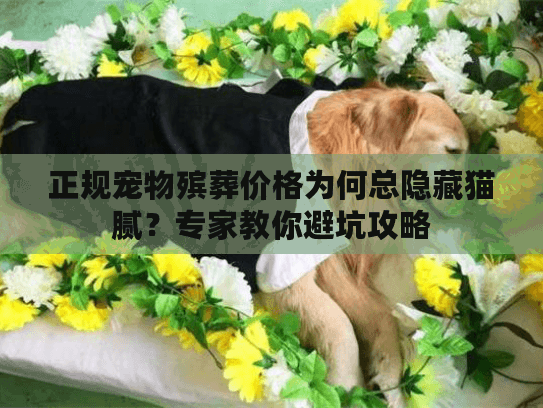 正规宠物殡葬价格为何总隐藏猫腻？专家教你避坑攻略