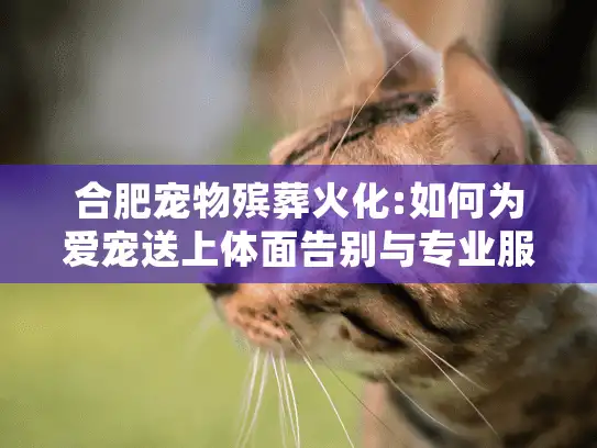 合肥宠物殡葬火化:如何为爱宠送上体面告别与专业服务?