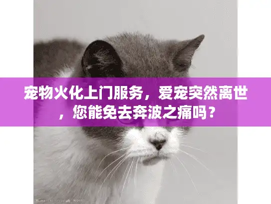宠物火化上门服务,爱宠突然离世,您能免去奔波之痛吗? 宠物火化上门服务,爱宠突然离世,您能免去奔波之痛吗?
