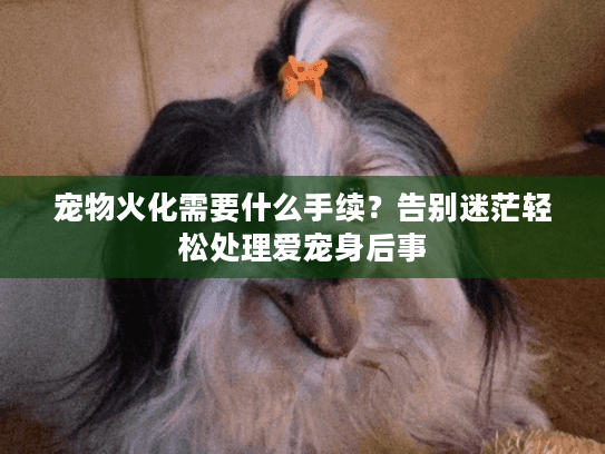 宠物火化需要什么手续？告别迷茫轻松处理爱宠身后事