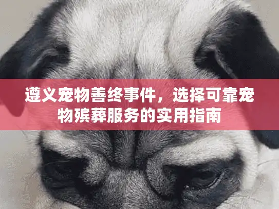 遵义宠物善终事件，选择可靠宠物殡葬服务的实用指南
