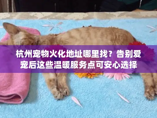 杭州宠物火化地址哪里找?告别爱宠后这些温暖服务点可安心选择 杭州宠物火化地址哪里找?告别爱宠后这些温暖服务点可安心选择