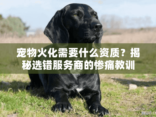 宠物火化需要什么资质？揭秘选错服务商的惨痛教训