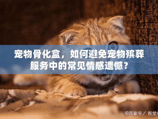 宠物骨化盒，如何避免宠物殡葬服务中的常见情感遗憾？