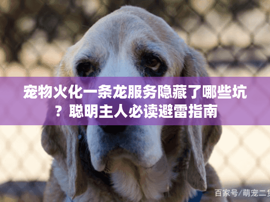 宠物火化一条龙服务隐藏了哪些坑？聪明主人必读避雷指南
