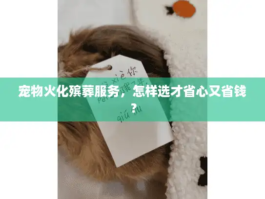 宠物火化殡葬服务,怎样选才省心又省钱? 宠物火化殡葬服务,怎样选才省心又省钱?