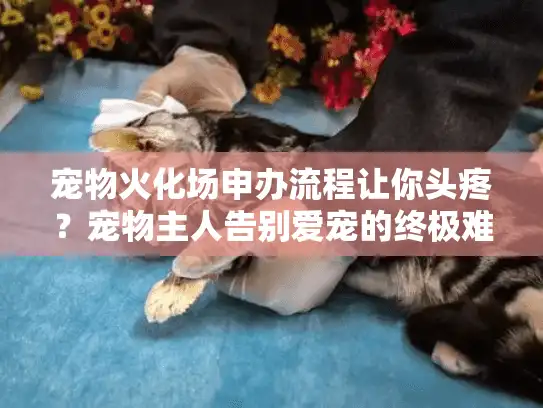 宠物火化场申办流程让你头疼?宠物主人告别爱宠的终极难题解密 宠物火化场申办流程让你头疼?宠物主人告别爱宠的终极难题解密