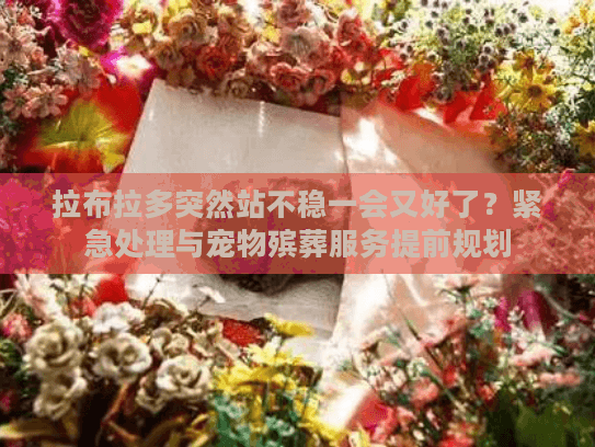 拉布拉多突然站不稳一会又好了？紧急处理与宠物殡葬服务提前规划