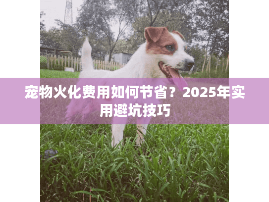 宠物火化费用如何节省?2025年实用避坑技巧 宠物火化费用如何节省?2025年实用避坑技巧