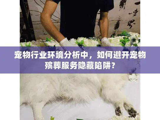 宠物行业环境分析中，如何避开宠物殡葬服务隐藏陷阱？