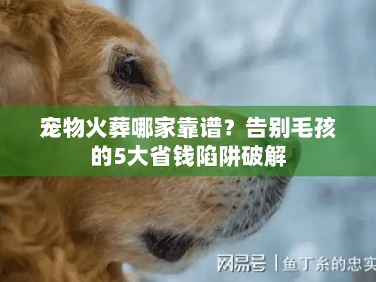 宠物火葬哪家靠谱？告别毛孩的5大省钱陷阱破解