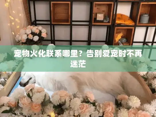 宠物火化联系哪里？告别爱宠时不再迷茫