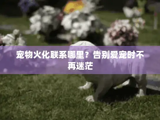 宠物火化联系哪里？告别爱宠时不再迷茫