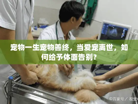 宠物一生宠物善终,当爱宠离世,如何给予体面告别? 宠物一生宠物善终,当爱宠离世,如何给予体面告别?