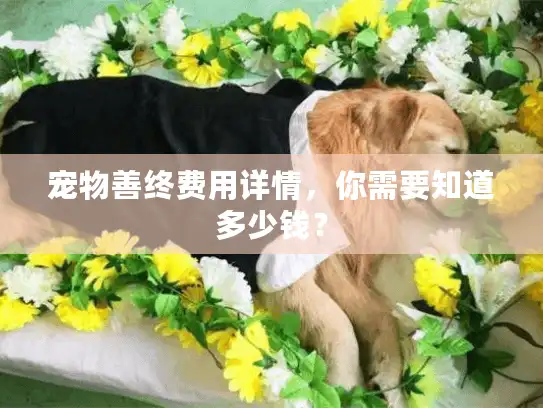 宠物善终费用详情，你需要知道多少钱？