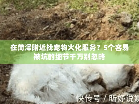 在菏泽附近找宠物火化服务？5个容易被坑的细节千万别忽略