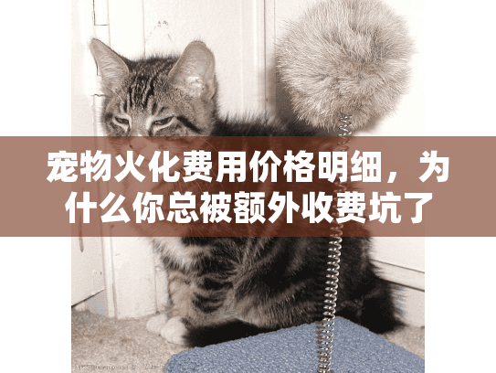宠物火化费用价格明细,为什么你总被额外收费坑了? 宠物火化费用价格明细,为什么你总被额外收费坑了?