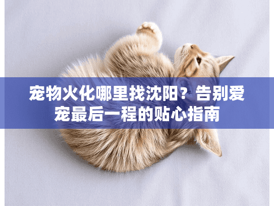 宠物火化哪里找沈阳？告别爱宠最后一程的贴心指南