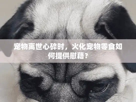 宠物离世心碎时，火化宠物零食如何提供慰藉？