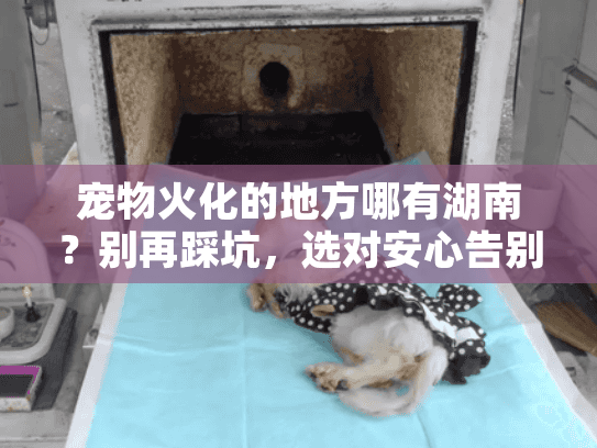 宠物火化的地方哪有湖南？别再踩坑，选对安心告别方式！