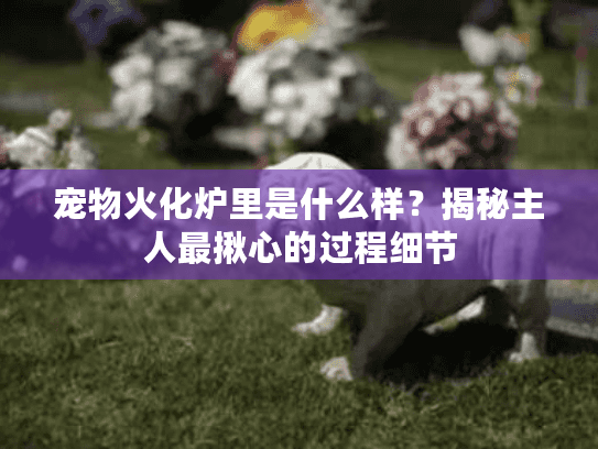 宠物火化炉里是什么样？揭秘主人最揪心的过程细节