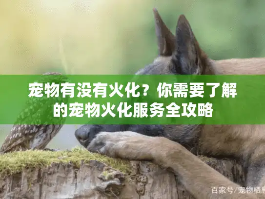 宠物有没有火化？你需要了解的宠物火化服务全攻略