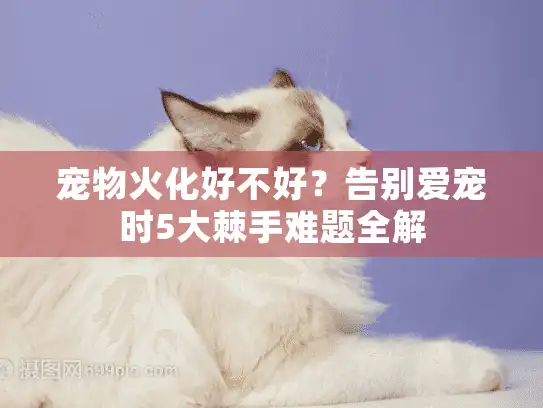 宠物火化好不好？告别爱宠时5大棘手难题全解