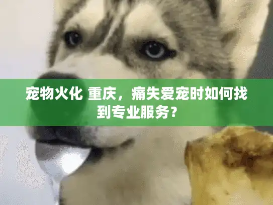 宠物火化 重庆,痛失爱宠时如何找到专业服务? 宠物火化 重庆,痛失爱宠时如何找到专业服务?