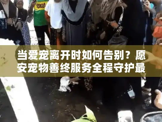 当爱宠离开时如何告别？愿安宠物善终服务全程守护最后尊严