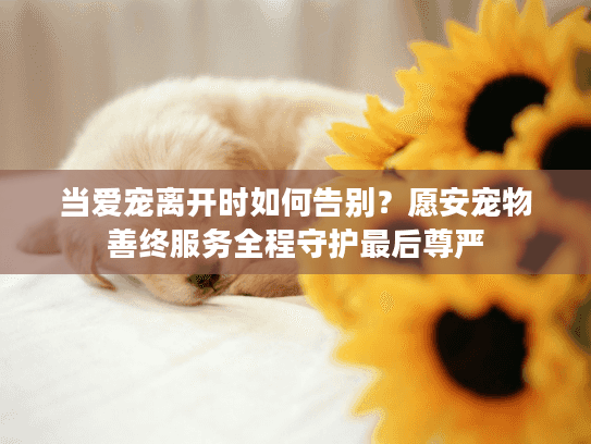 当爱宠离开时如何告别？愿安宠物善终服务全程守护最后尊严