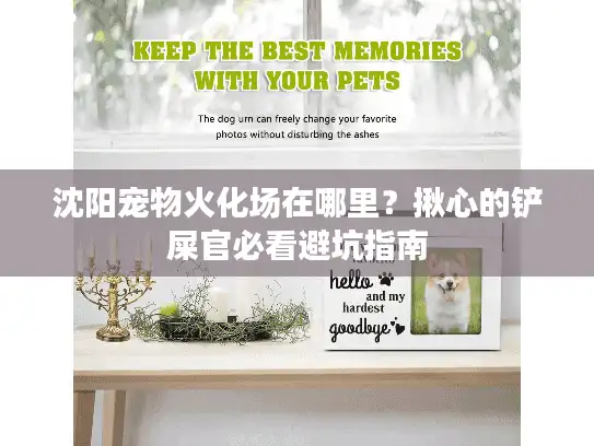 沈阳宠物火化场在哪里？揪心的铲屎官必看避坑指南