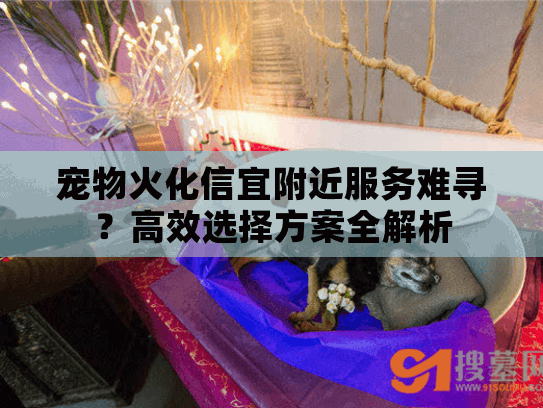 宠物火化信宜附近服务难寻？高效选择方案全解析