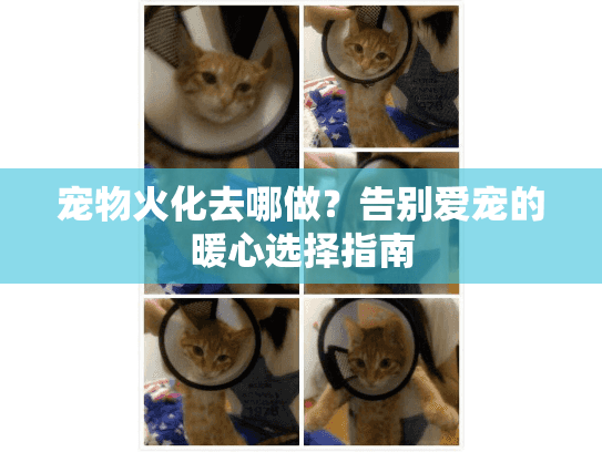 宠物火化去哪做？告别爱宠的暖心选择指南