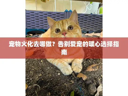 宠物火化去哪做？告别爱宠的暖心选择指南